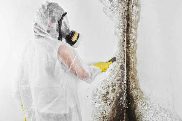 Best Forensic Mold Investigation  in Ogden Dunes, IN